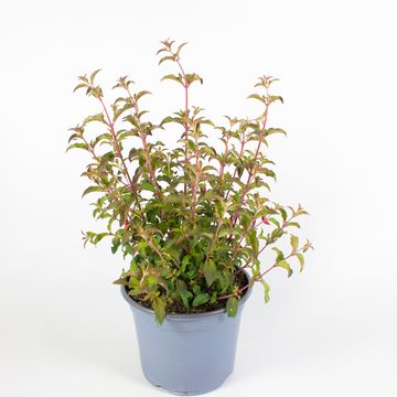 Fuchsia magellanica MIX
