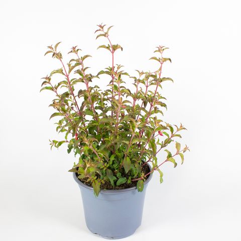Fuchsia magellanica MIX