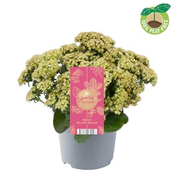 Sedum telephium SEDUCTION YELLOW DELICAT