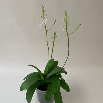 Doritis pulcherrima alba