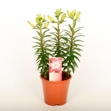 Лилия 'Tiny Diamond'