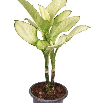 Dieffenbachia 'Tropic Marianne'