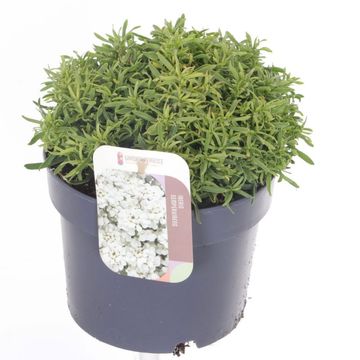 Iberis sempervirens SNOWSURFER FORTE