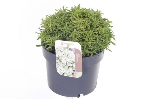Iberis sempervirens SNOWSURFER FORTE