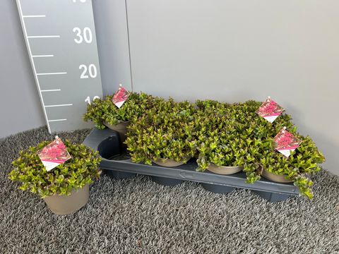 Sedum spurium SPOT ON DEEP ROSE