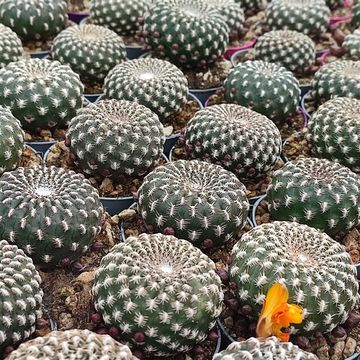 Sulcorebutia arenacea