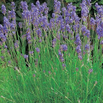 Lavandula angustifolia 'Dwarf Blue' — Mayorista de plantas FlorAccess