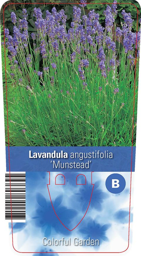 Lavandula angustifolia 'Мунстид'