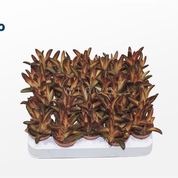 Kalanchoe tomentosa 'Chocolate Soldier'