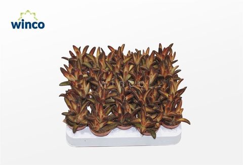 Kalanchoe tomentosa 'Chocolate Soldier'