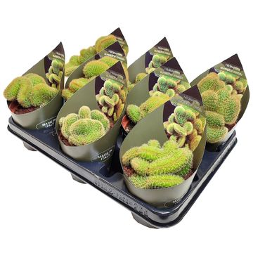 Hildewintera aureispina cristata