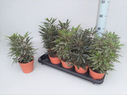 Schefflera elegantissima MIX