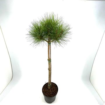 Pinus sylvestris