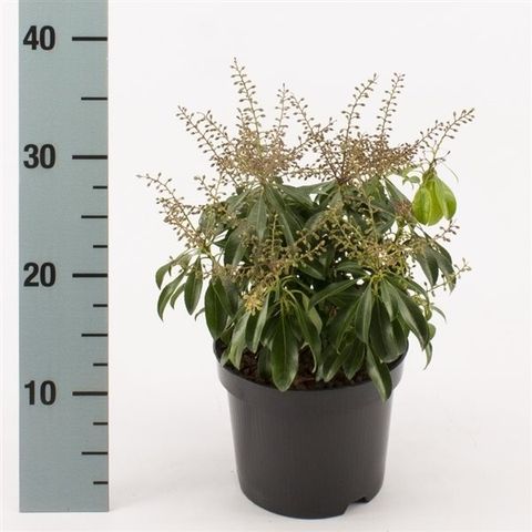 Pieris japonica 'Valley Rose'