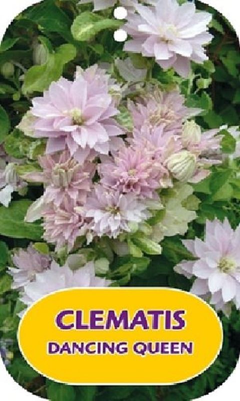 Clematis DANCING QUEEN