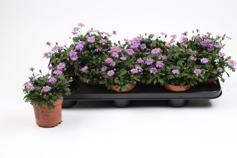 Brachyscome multifida