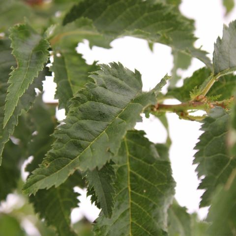 Prunus nipponica 'Brillant'