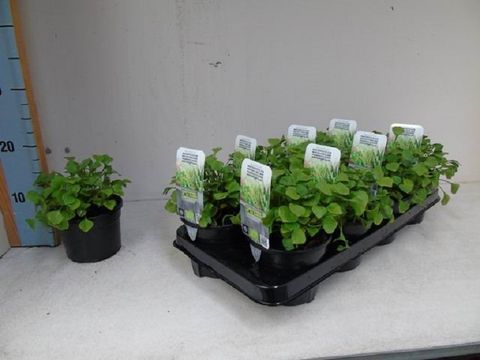 Claytonia perfoliata