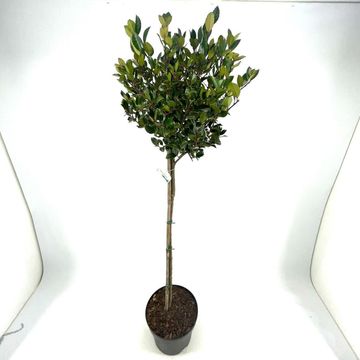 Ilex x meserveae HECKENBLAU