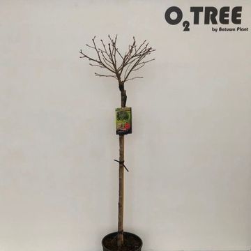 Liquidambar styraciflua 'Gum Ball'