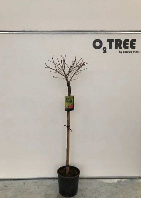 Liquidambar styraciflua 'Gum Ball'