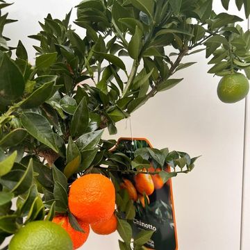 Citrus reticulata 'Clementine'
