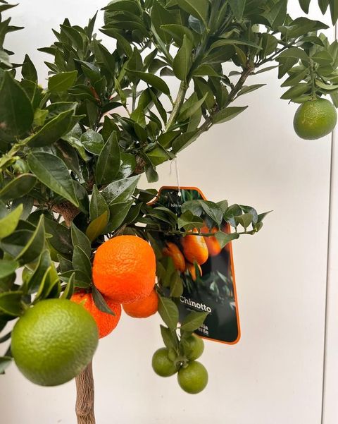 Citrus reticulata 'Clementine'