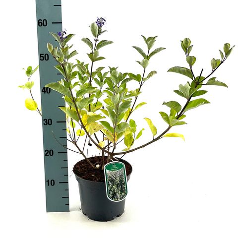 Vitex CHICAGOLAND BLUES