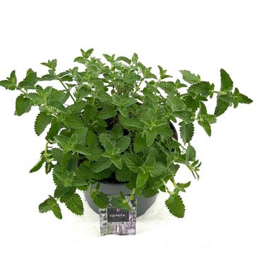 Nepeta 'Six Hills Giant'