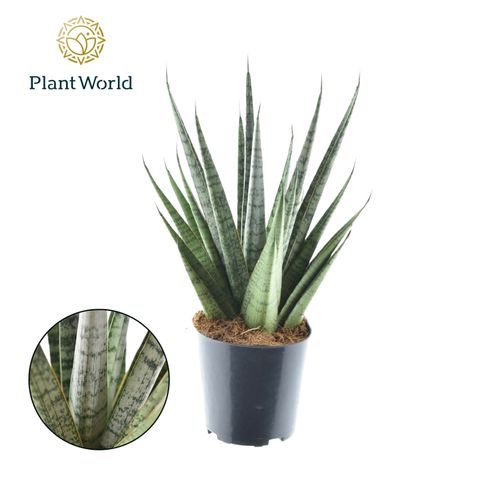 Sansevieria cylindrica 'Sem'