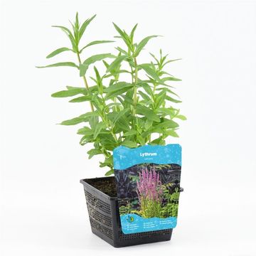 Lythrum salicaria