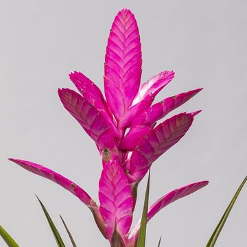Tillandsia 'Antonio'
