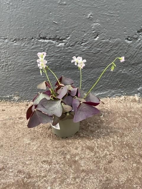 Oxalis triangularis 'Sanne'