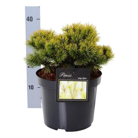 Pinus mugo 'Ophir'