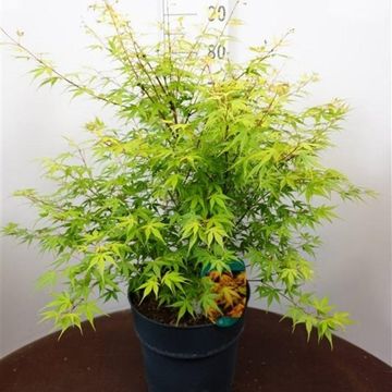 Acer palmatum 'Katsura'