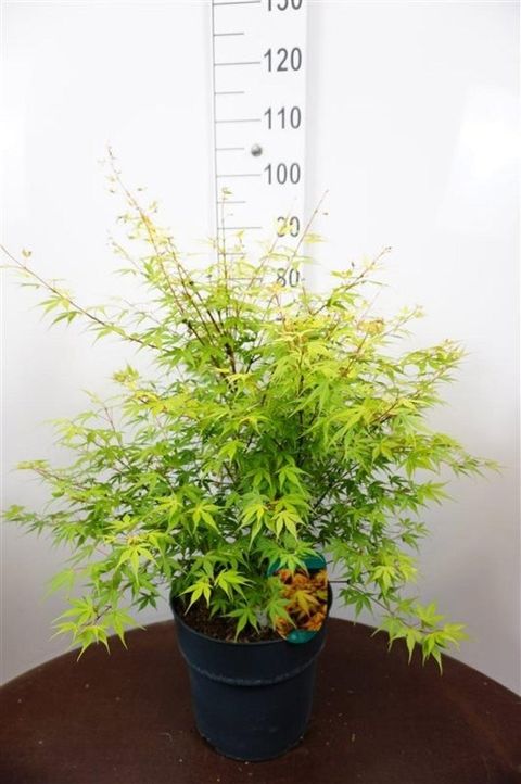 Acer palmatum 'Katsura'