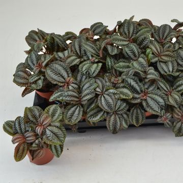 Pilea 'Norfolk'