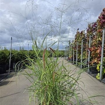 Panicum virgatum 'Rehbraun'