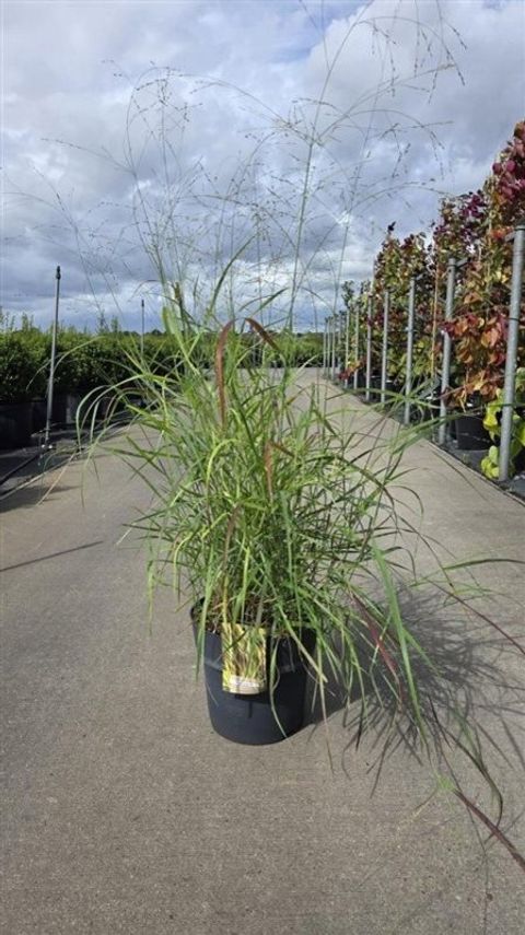 Panicum virgatum 'Rehbraun'