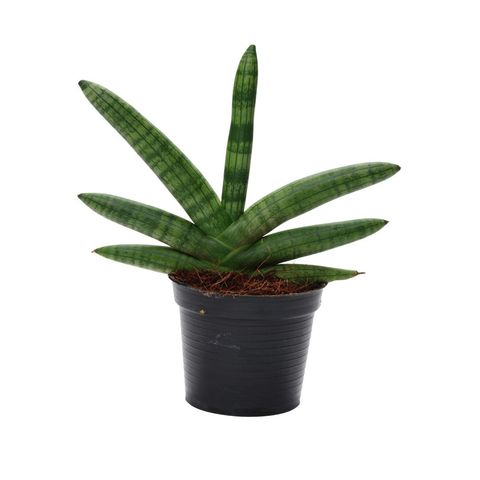 Sansevieria cylindrica 'Skyline'