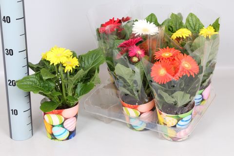 Gerbera COLOURGAME MIX