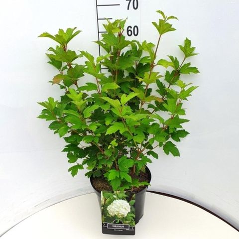 Viburnum opulus 'Roseum'