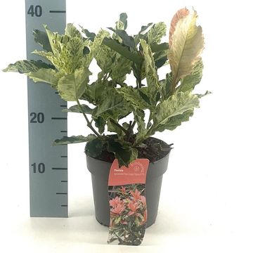 Фотиния serratifolia PINK CRISPY