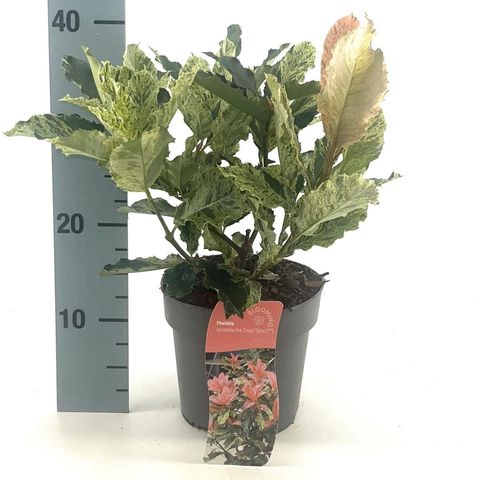 Photinia serratifolia PINK CRISPY