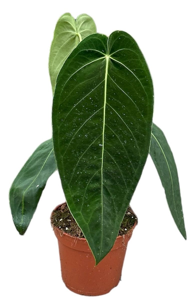 alocasia zebrina feuille jaune Alocasia Wentii Aurea / Gold Variegata – Plante tropicale rare panachée  jaune – Green and White Plants