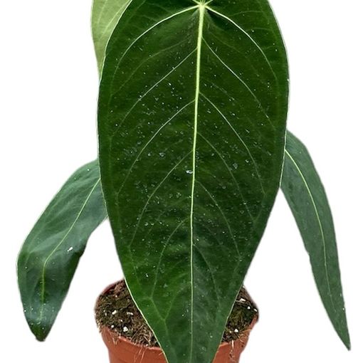 Anthurium warocqueanum x waterburyanum