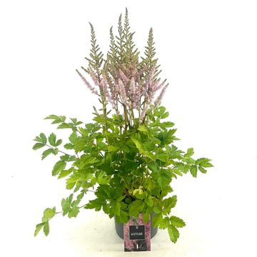 Astilbe chinensis 'Pumila'