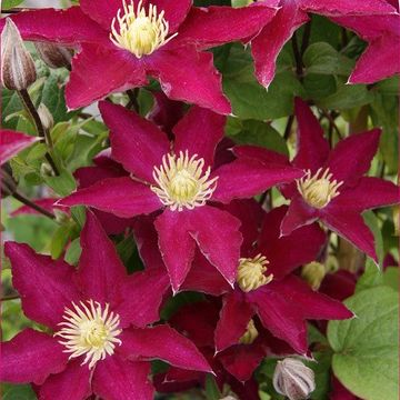 Clematis SO MANY RED FLOWERS