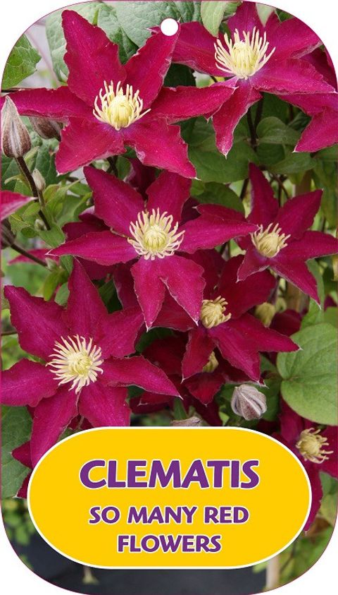 Clematis SO MANY RED FLOWERS