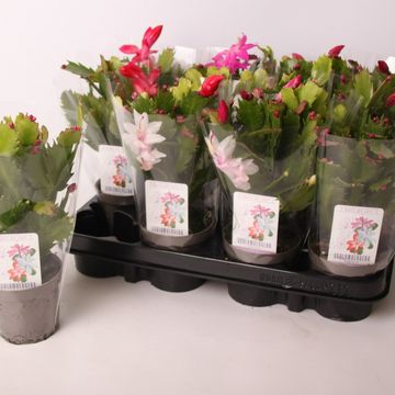 Schlumbergera MIX